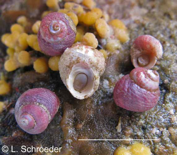 貝殻 Oocorys Lussii 1042px-Chicoreus_asianus.jpg